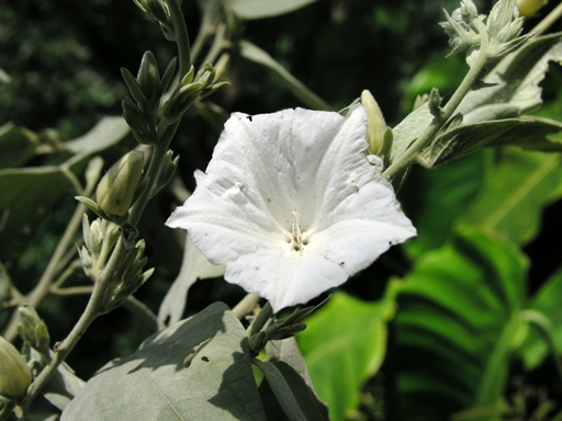 ลดาดง Tridynamia megalantha (Merr.) Staples<br/>CONVOLVULACEAE